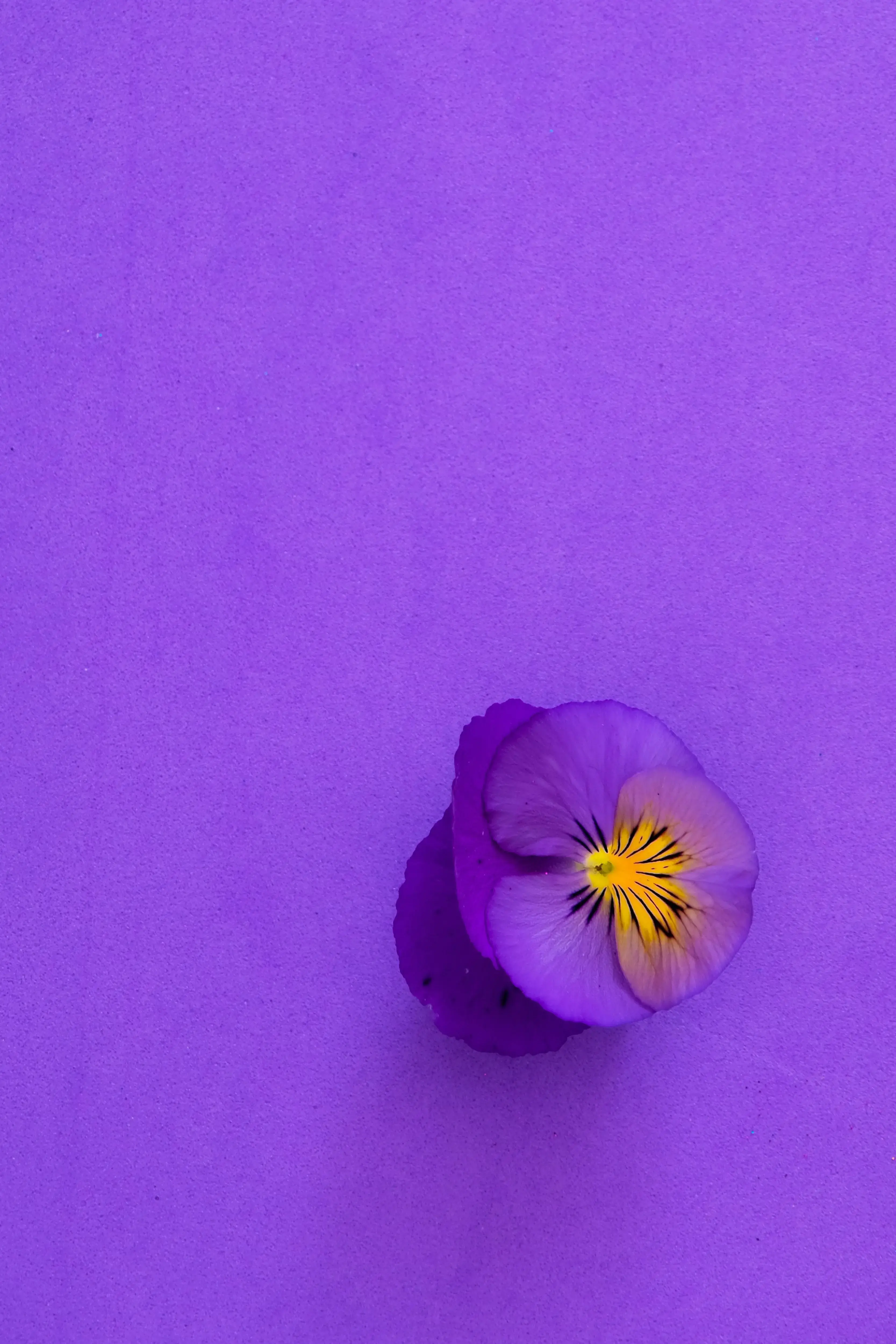 purple