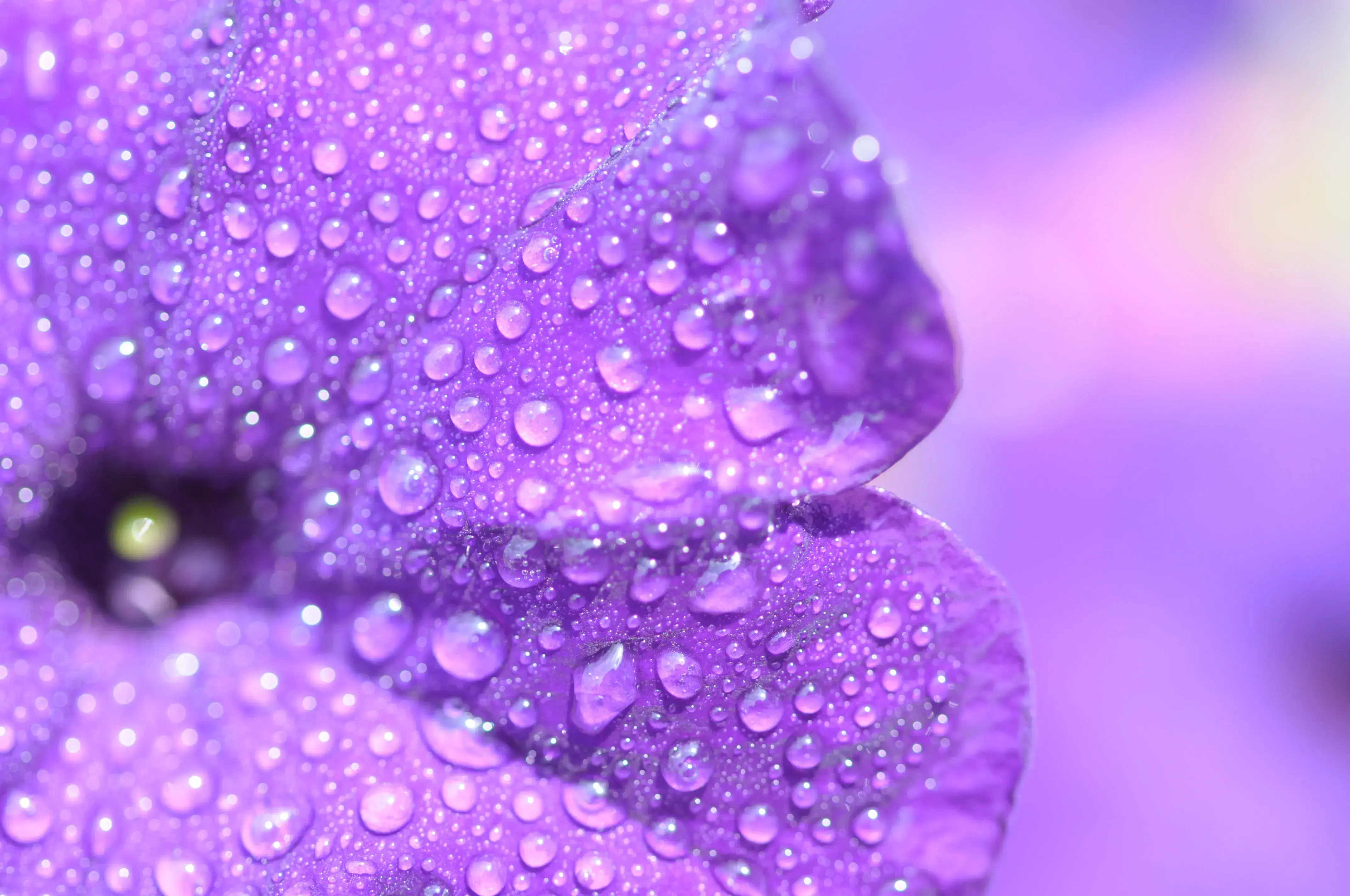 purple