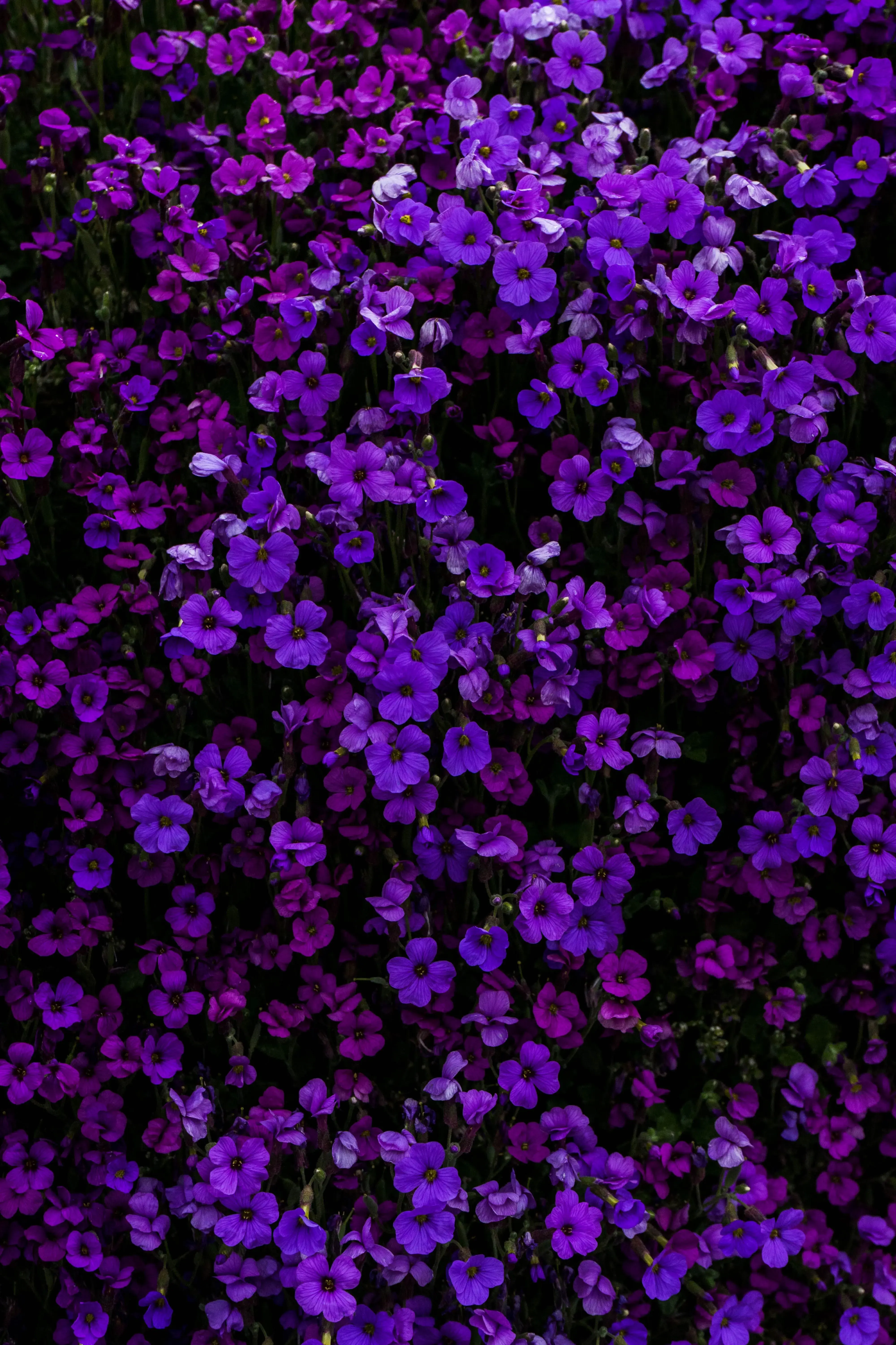 purple