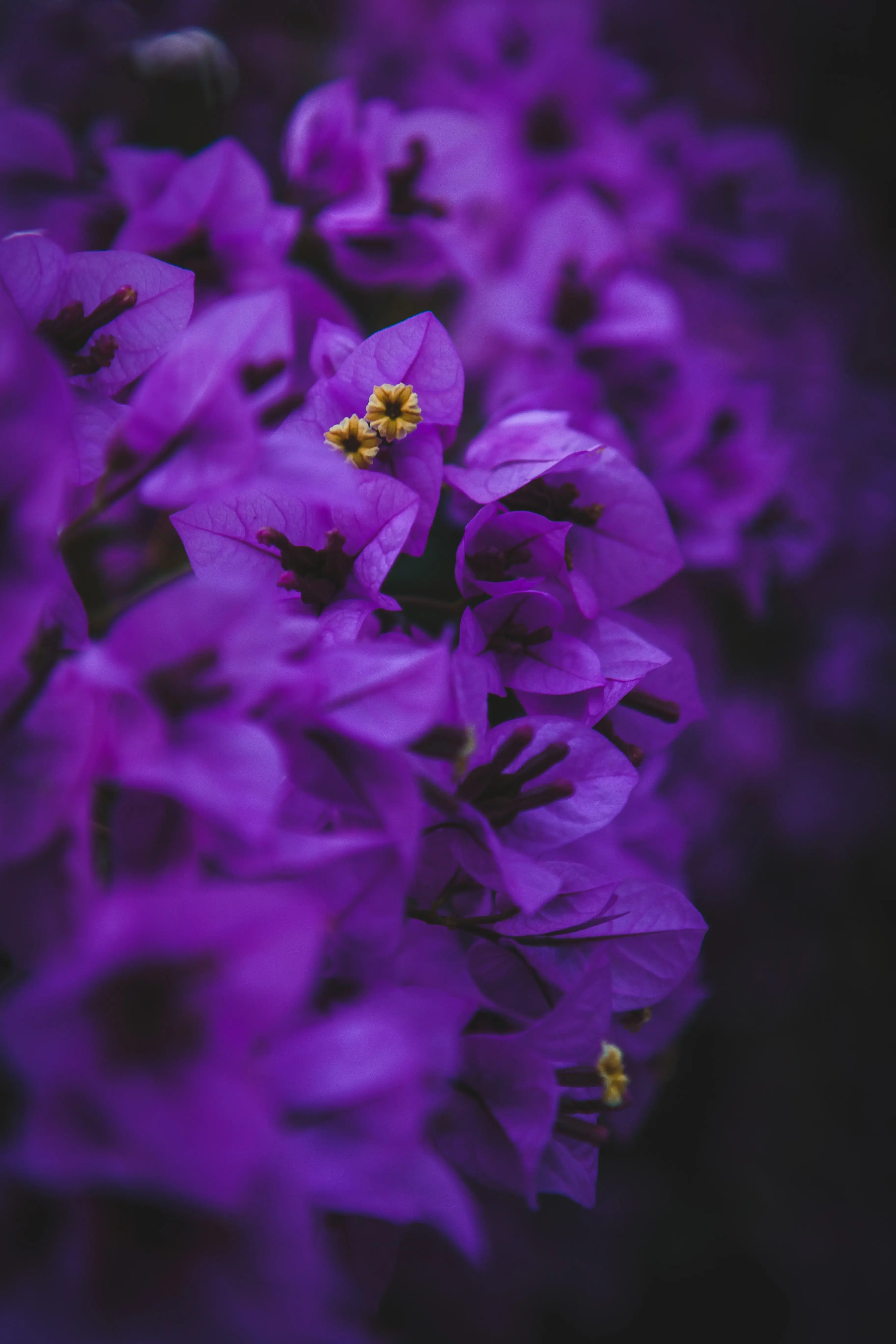 purple
