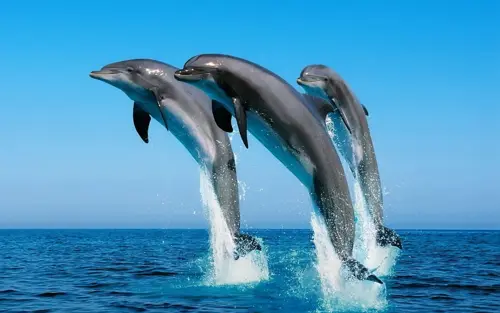 Fondos de Pantalla de Delfines