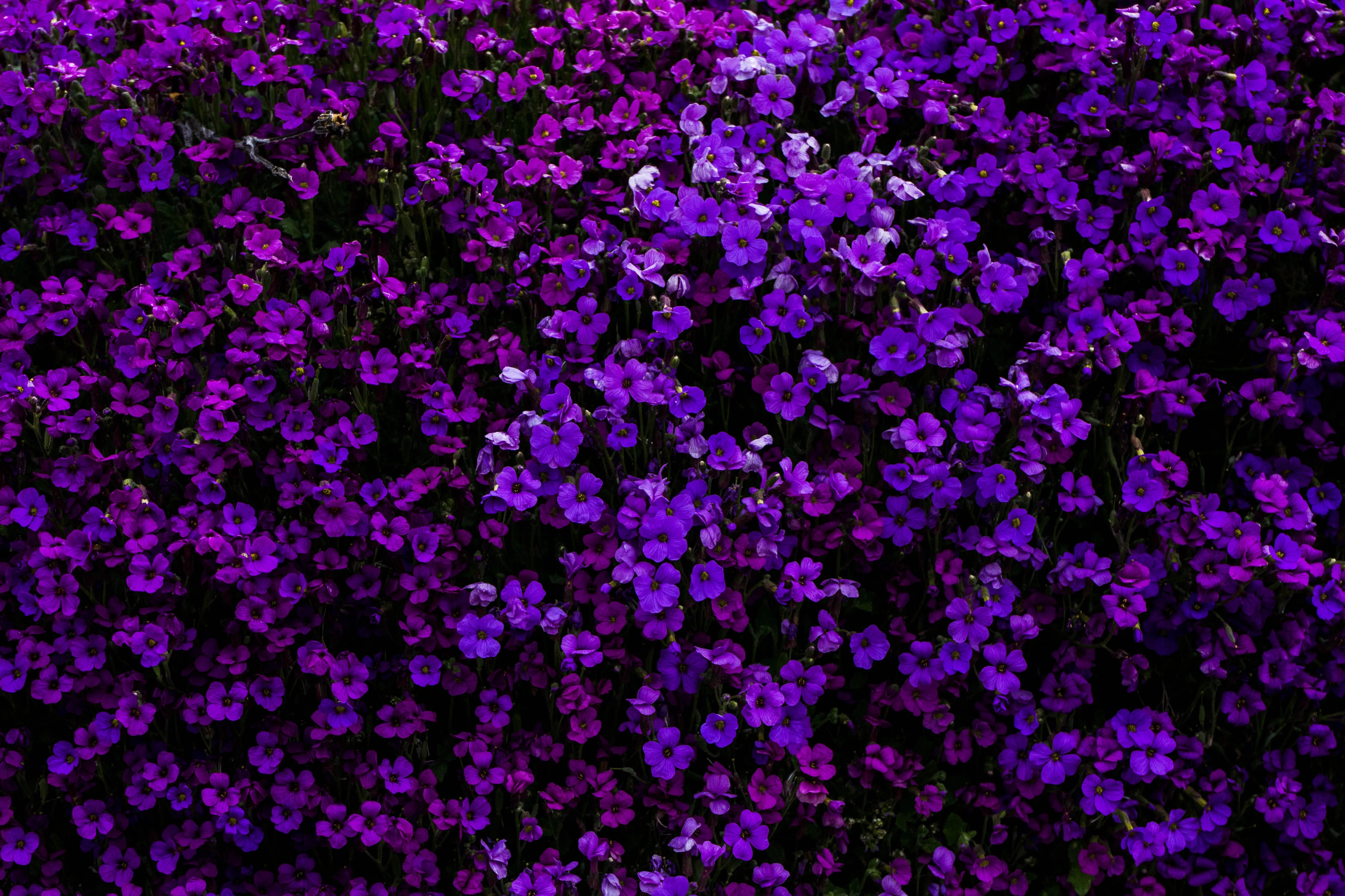 púrpura Wallpaper